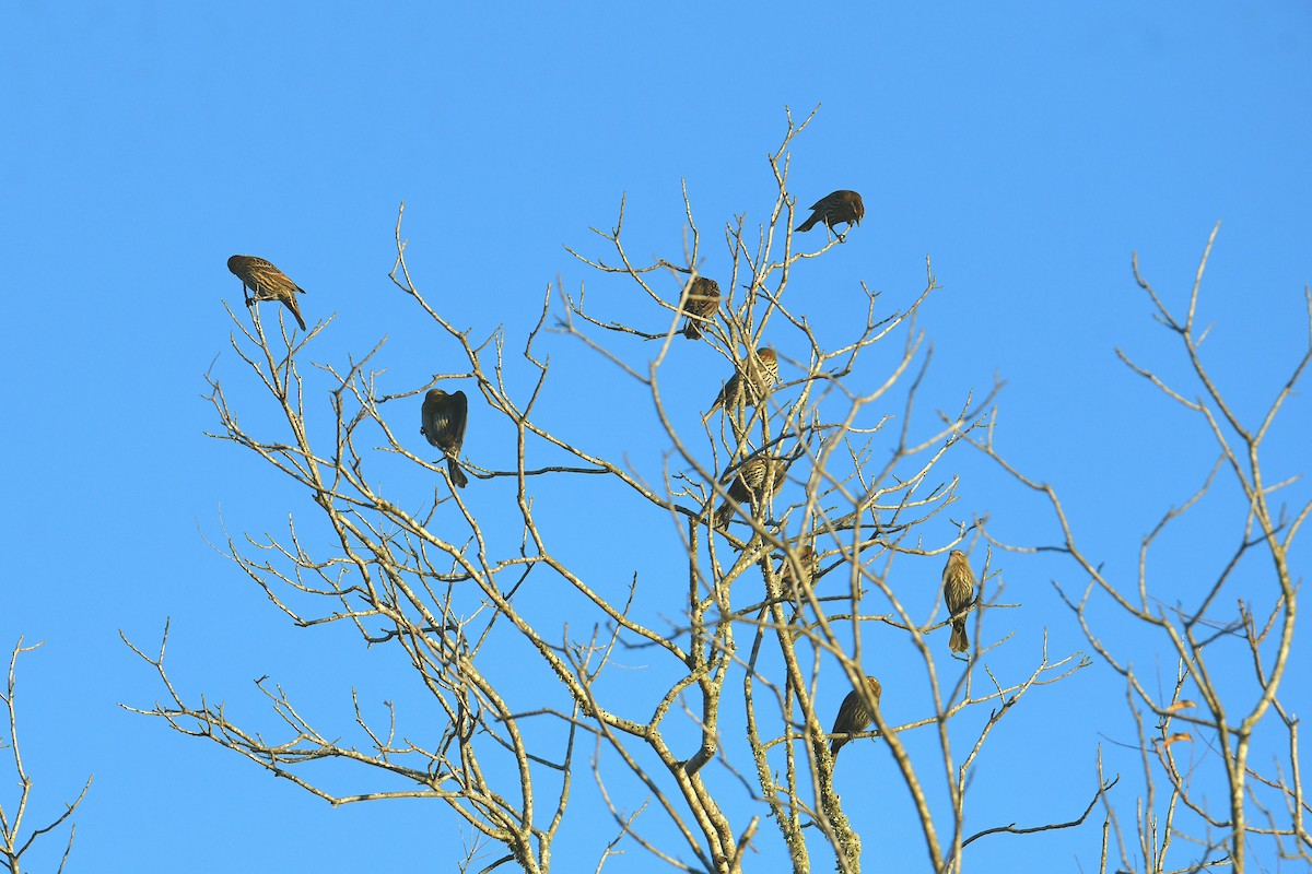 Red-winged Blackbird - ML646778988
