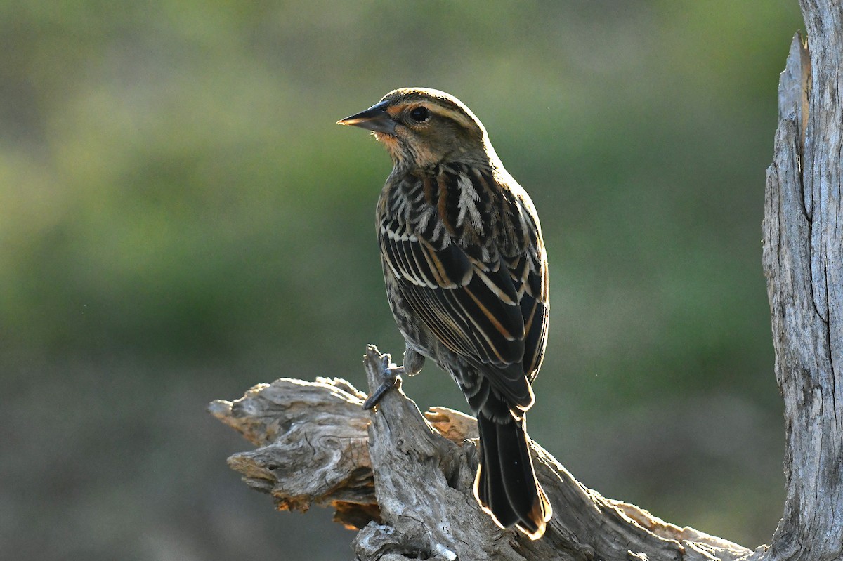 Red-winged Blackbird - ML646778989