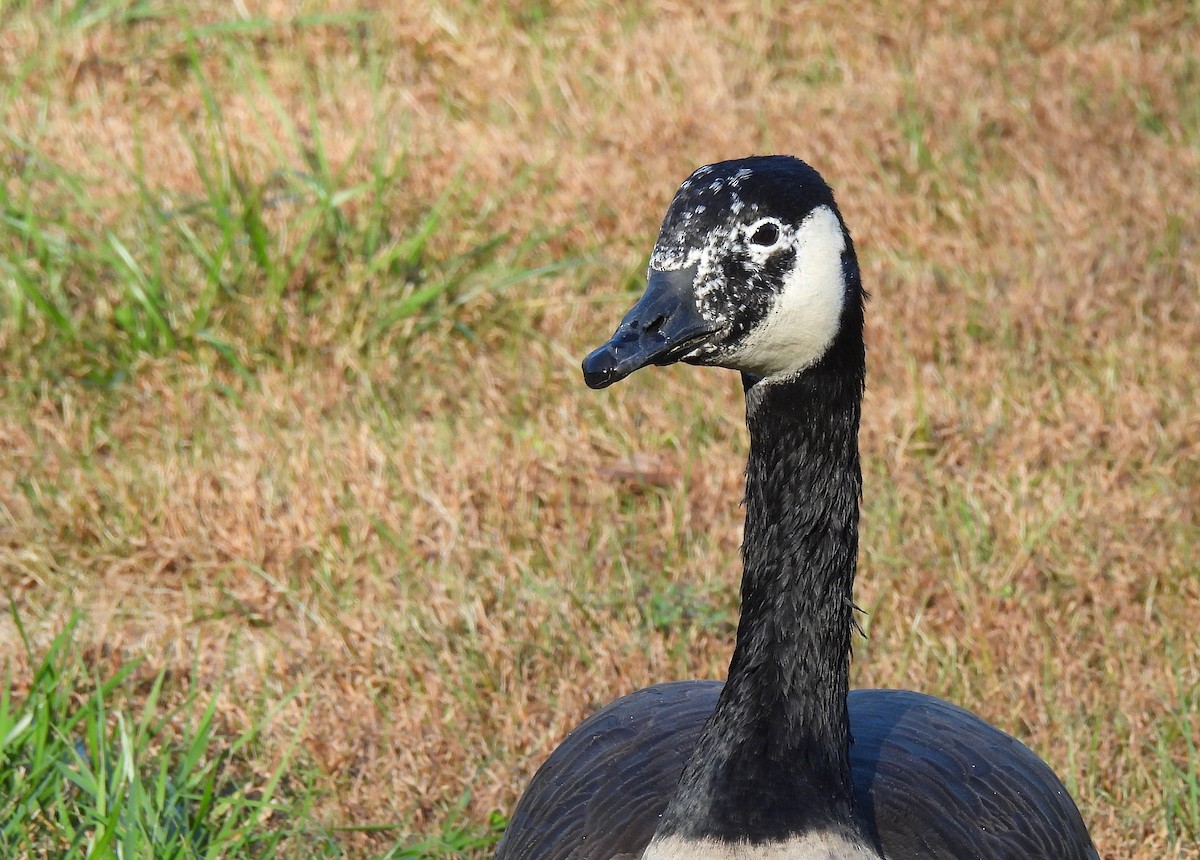 Kanadagans - ML646778990