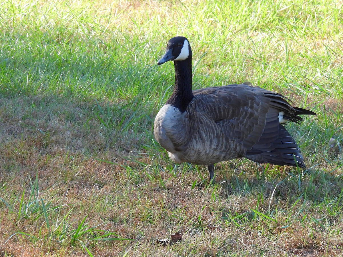 Kanadagans - ML646778991