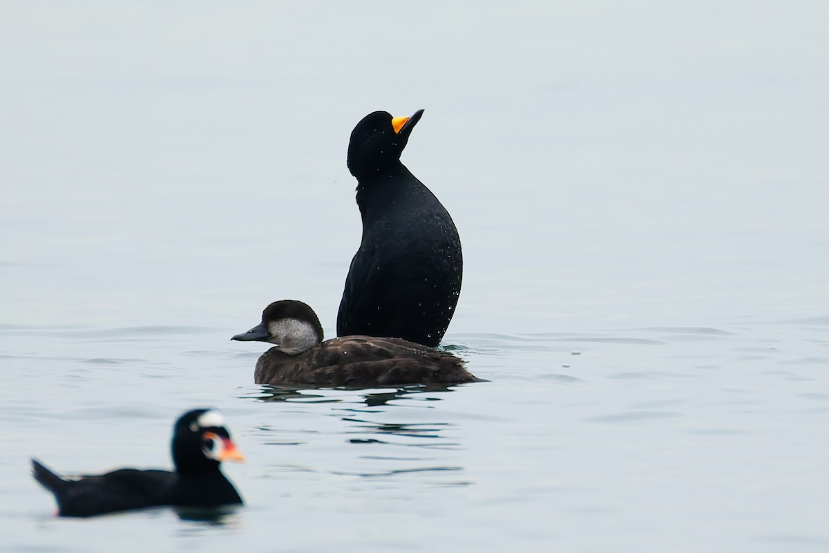 Ahatebeltz amerikarra - ML646778993