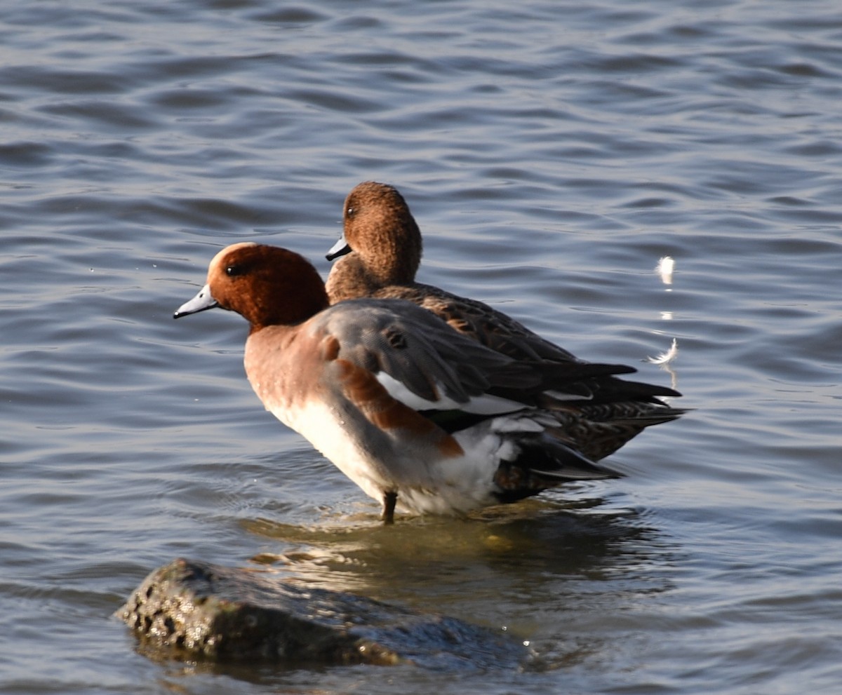赤頸鴨 - ML646778994