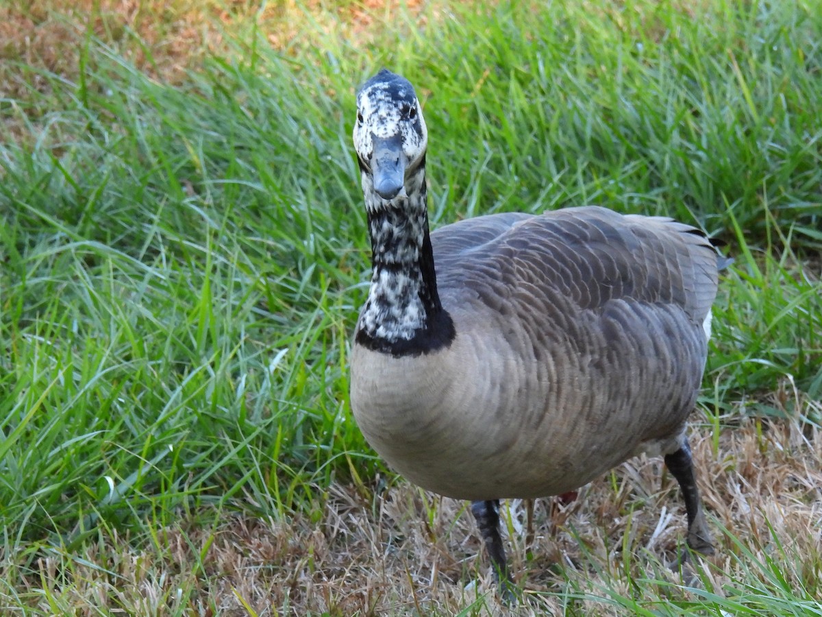 Kanadagans - ML646778995