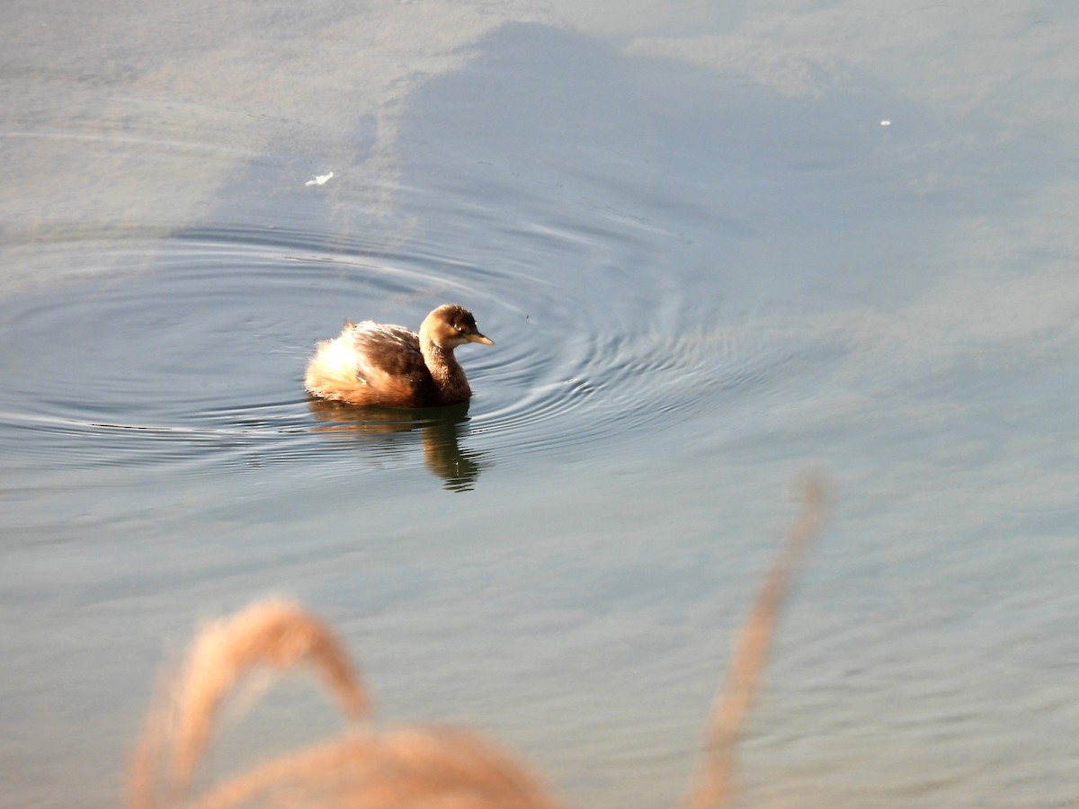 Little Grebe - ML646778996