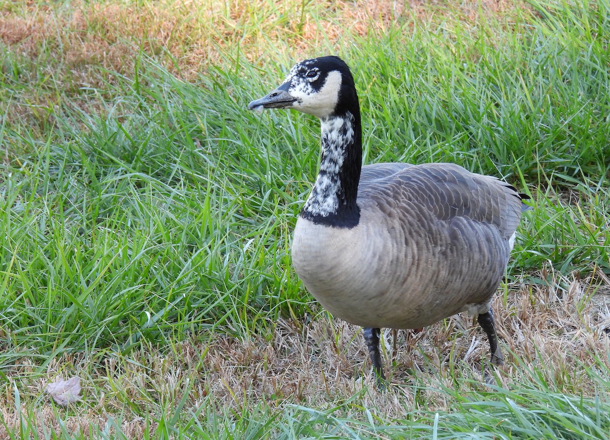 Kanadagans - ML646778997