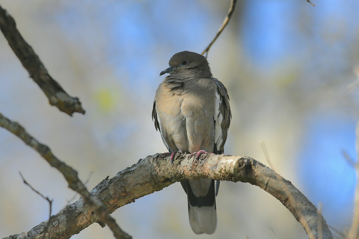 White-winged Dove - ML646778998