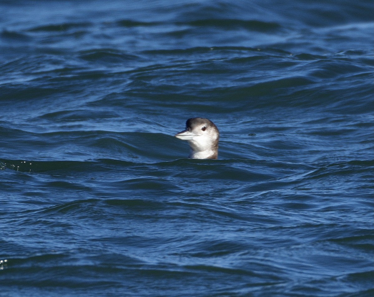 Buz Dalgıcı - ML646778999