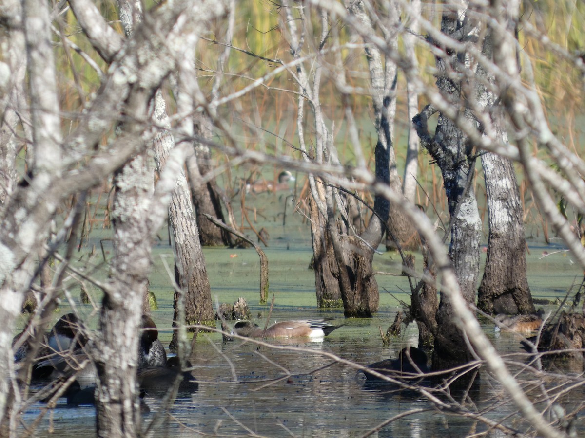 アメリカヒドリ - ML646779000