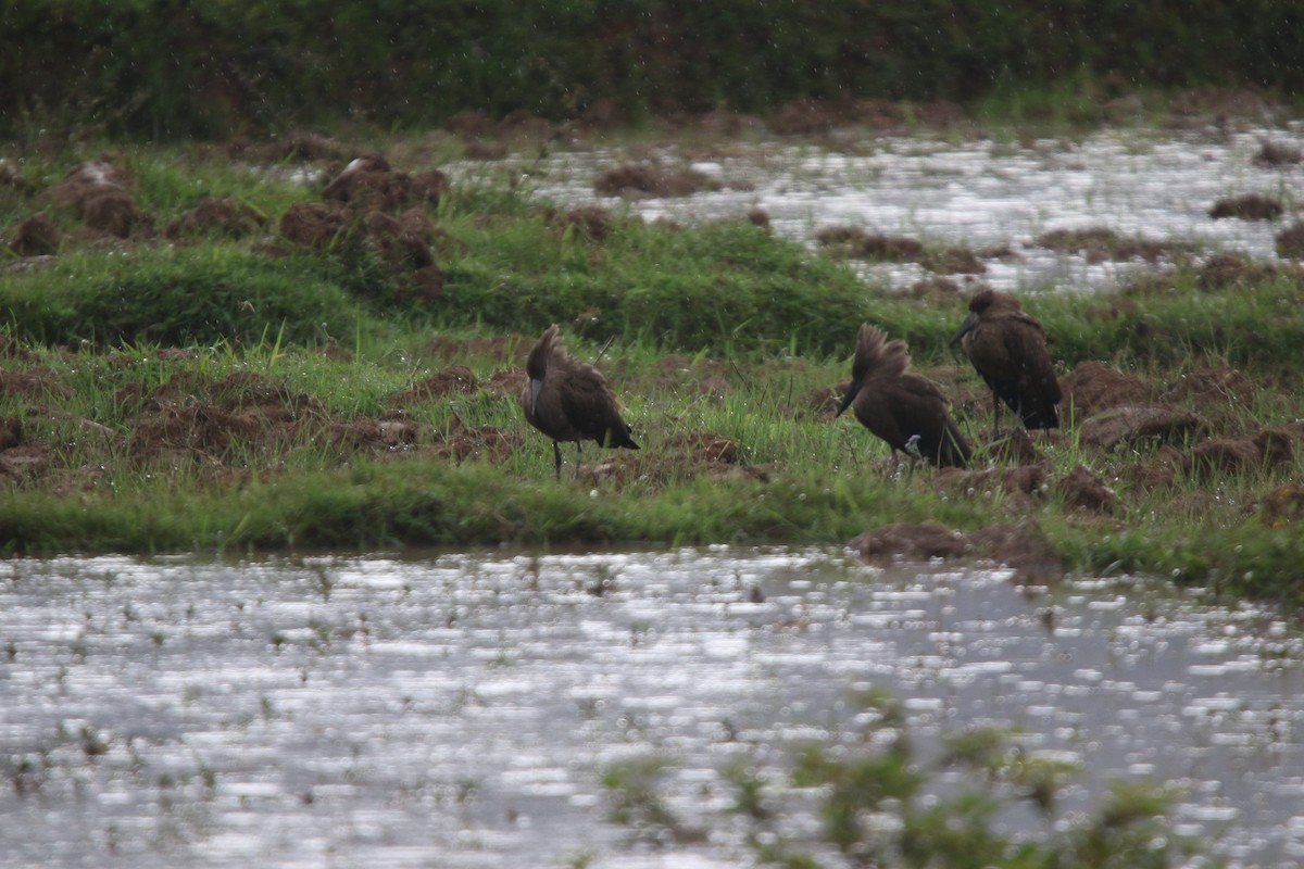 Hamerkop - ML646779001
