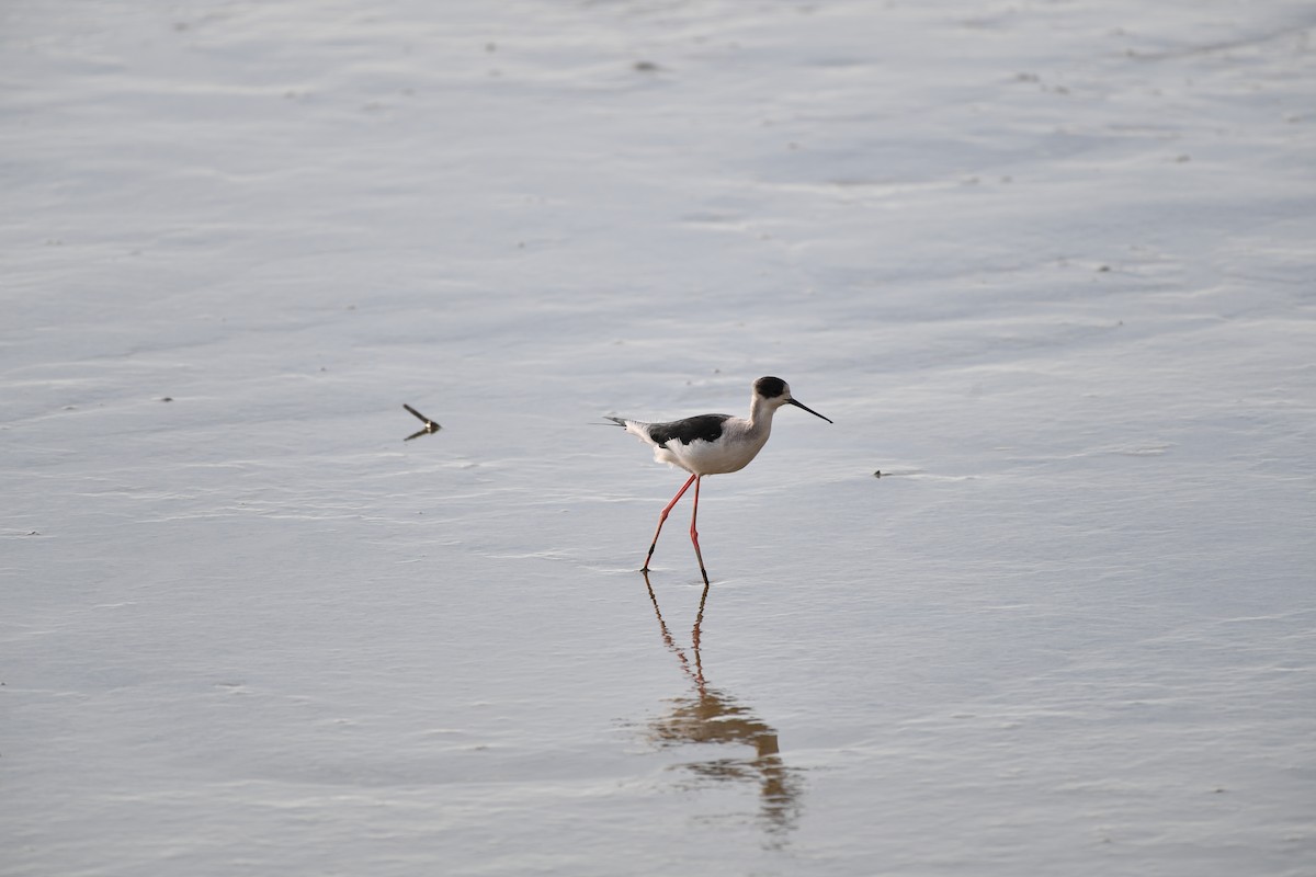 高蹺鴴 - ML646779002