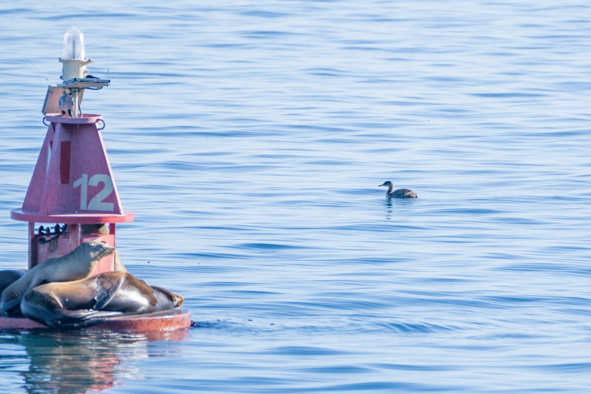 Kızıl Boyunlu Batağan - ML646779003