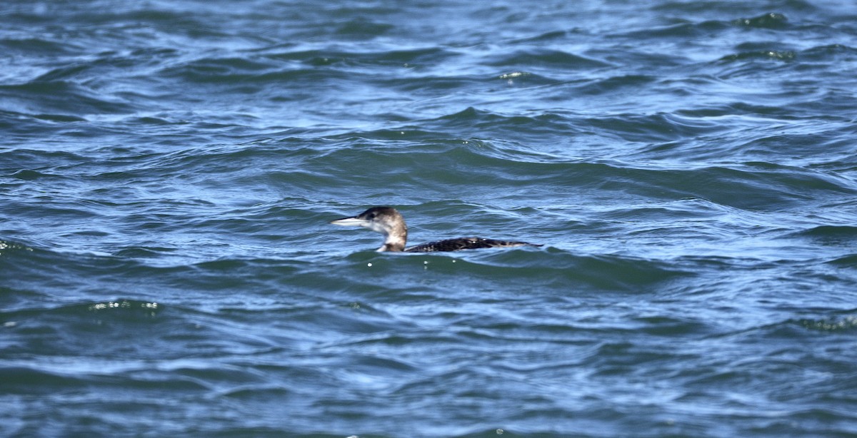 Buz Dalgıcı - ML646779004