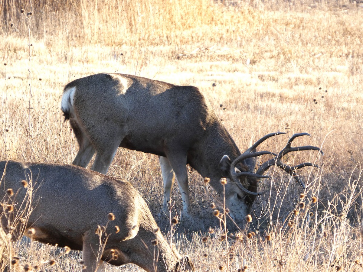 Animaux - ML646779005