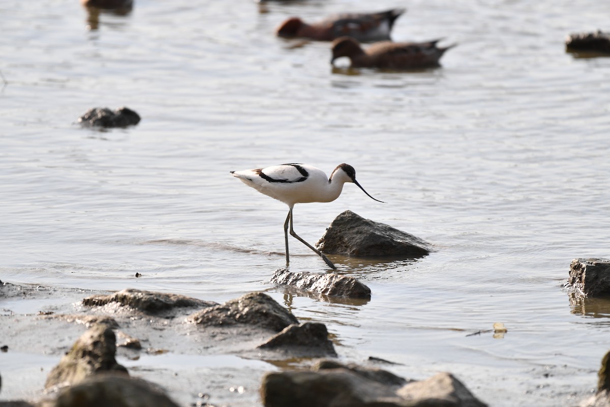 反嘴鴴 - ML646779006