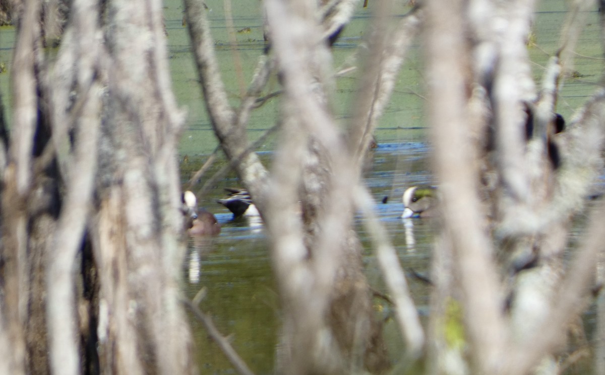 アメリカヒドリ - ML646779007