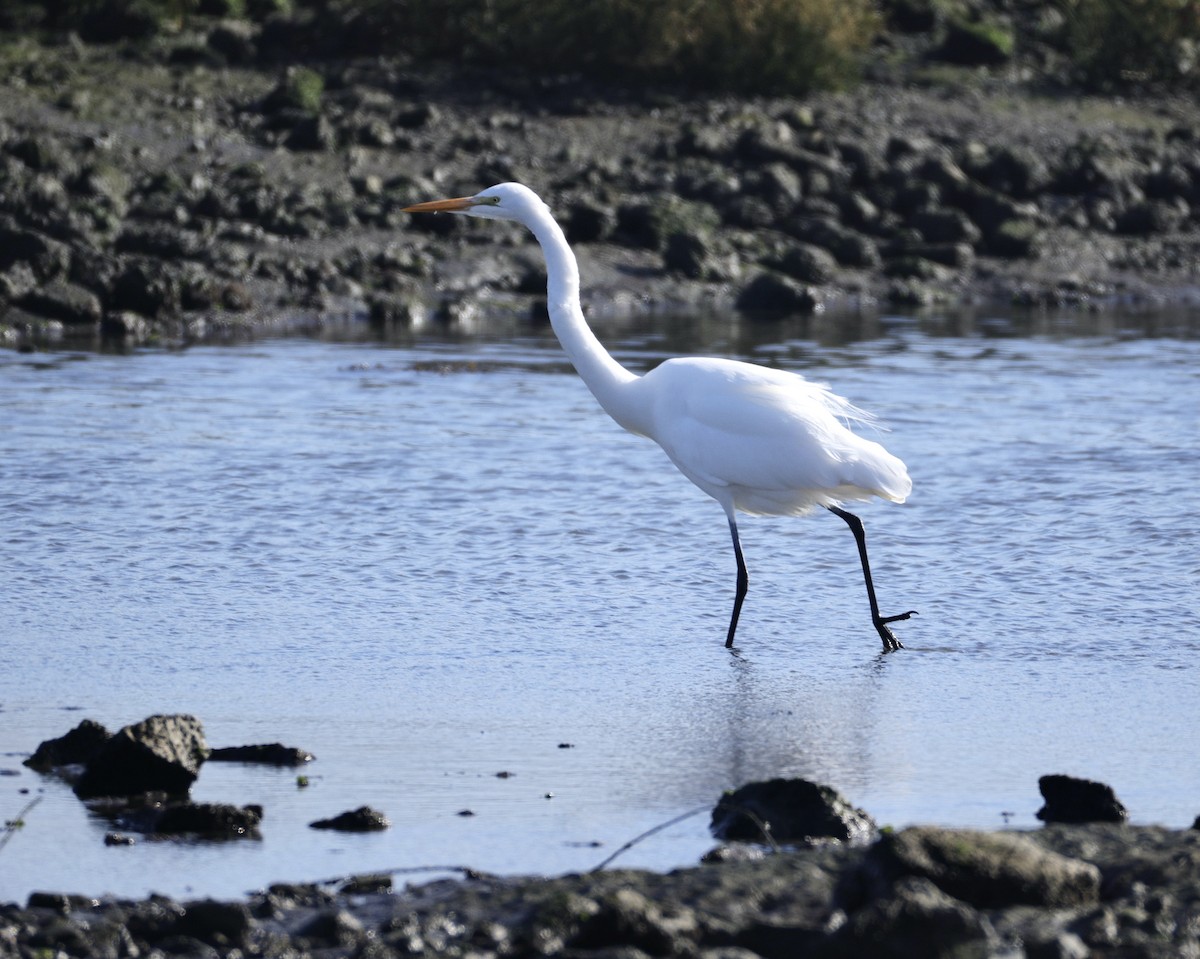 לבנית גדולה - ML646779008