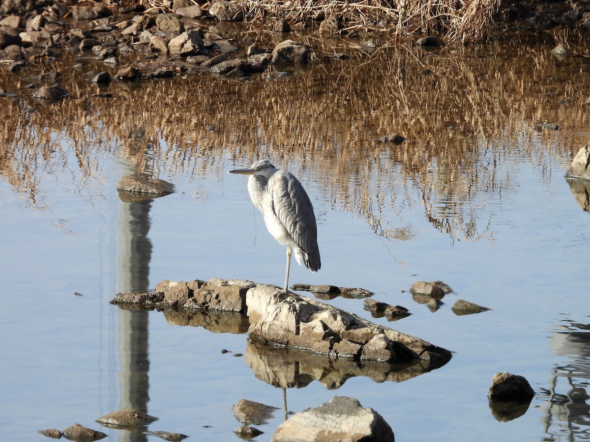 Gray Heron - ML646779009