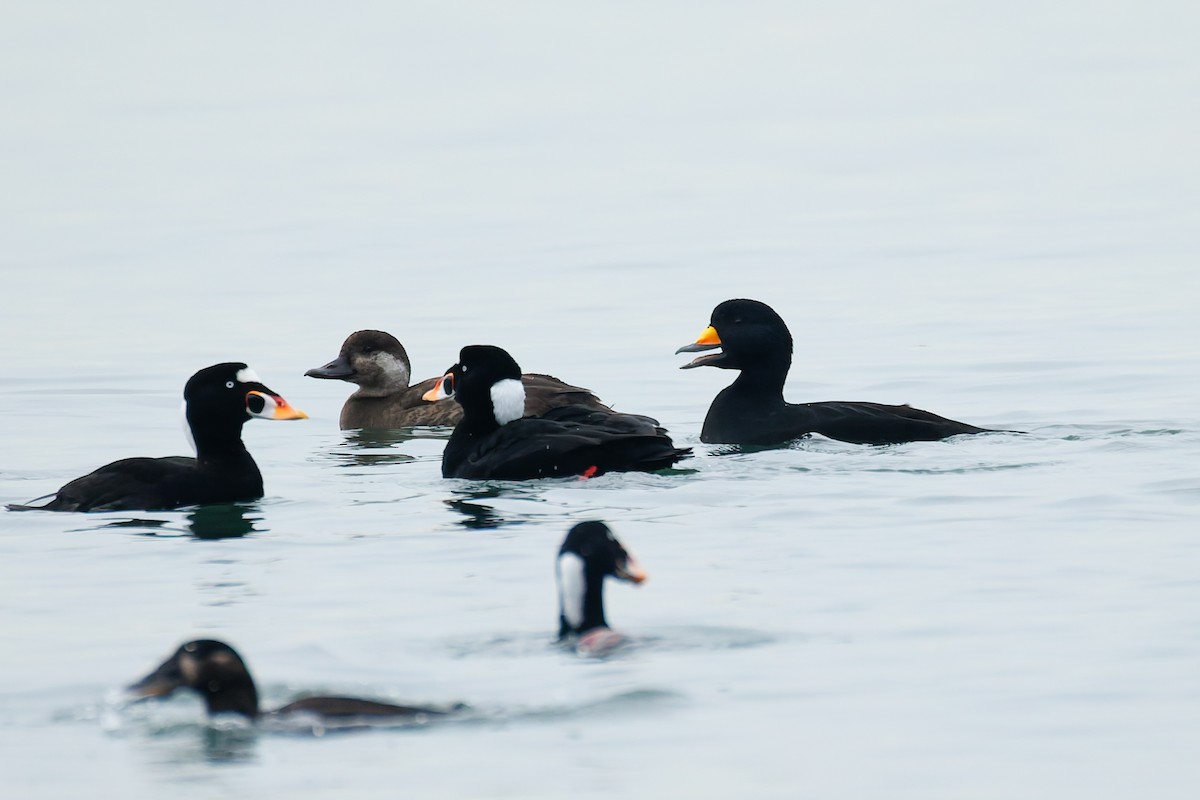 Ahatebeltz amerikarra - ML646779012