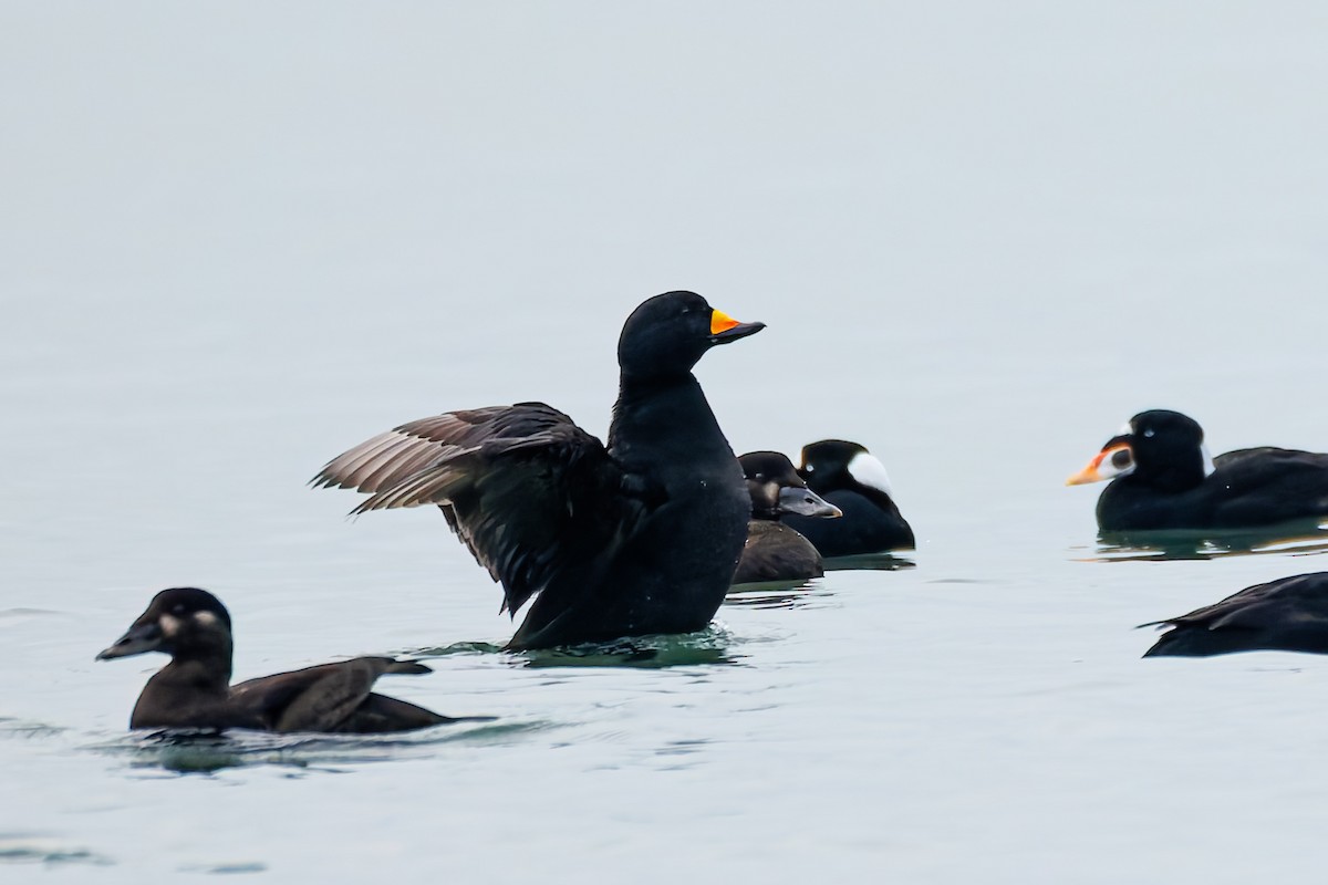 Ahatebeltz amerikarra - ML646779013