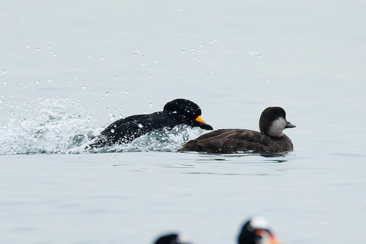 Ahatebeltz amerikarra - ML646779014