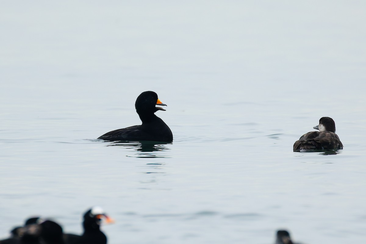 Ahatebeltz amerikarra - ML646779015