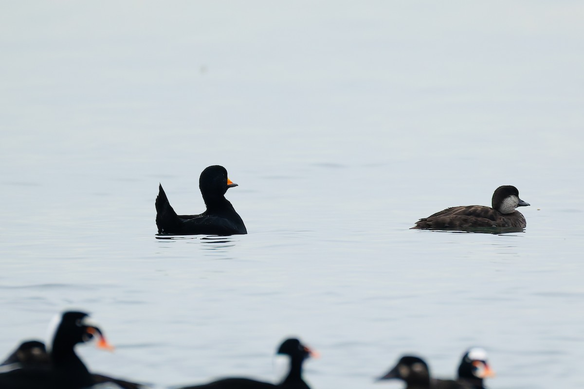 Ahatebeltz amerikarra - ML646779016