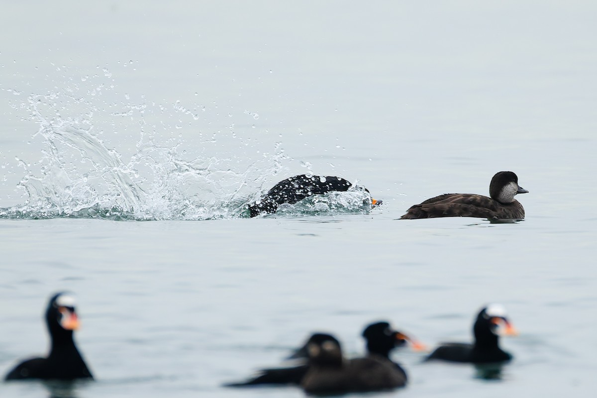 Ahatebeltz amerikarra - ML646779017