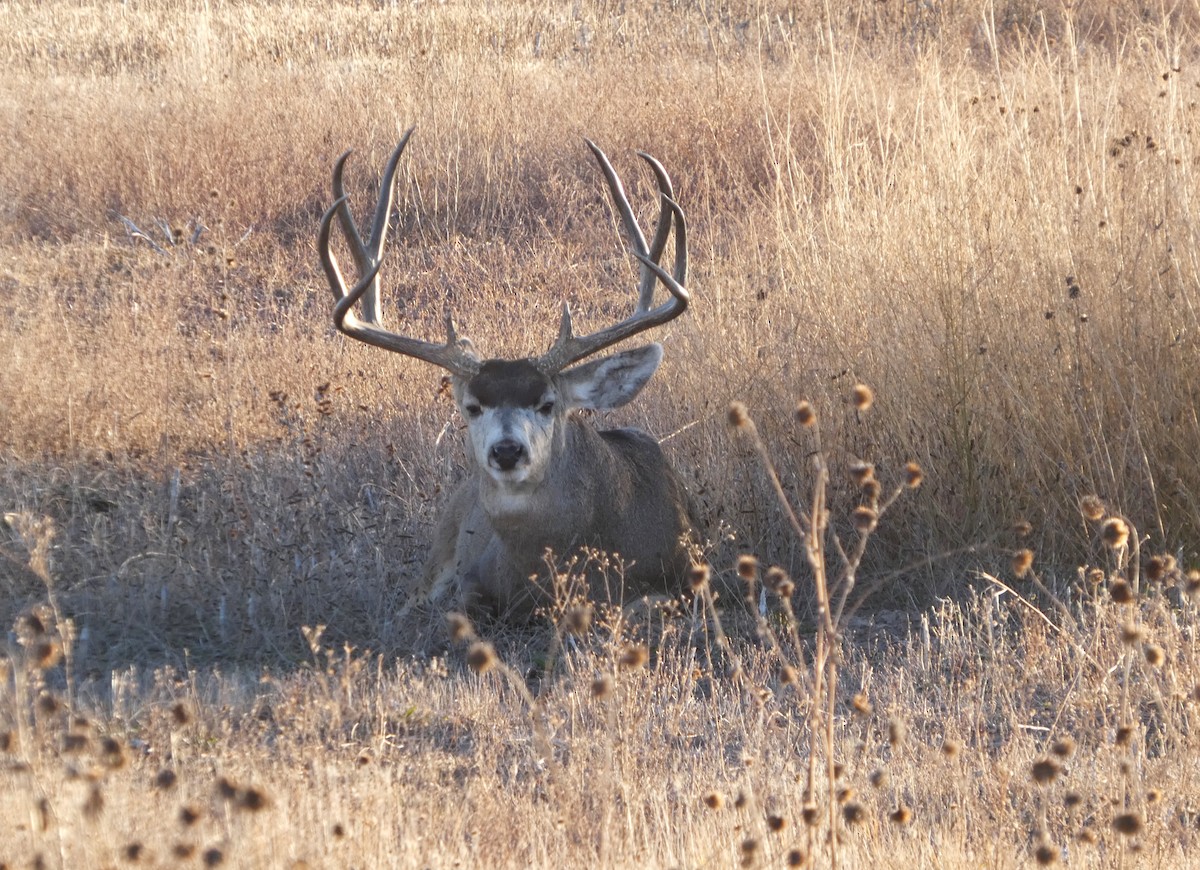 Animaux - ML646779018