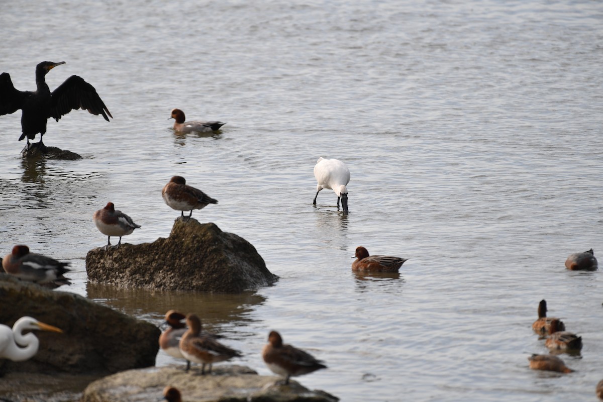 黑面琵鷺 - ML646779021