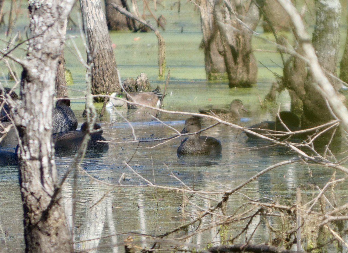 ミカヅキシマアジ - ML646779022