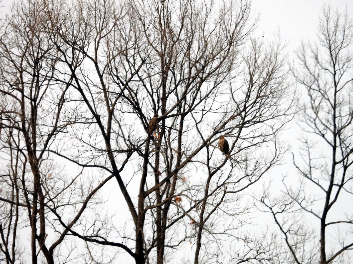 White-tailed Eagle - ML646779025