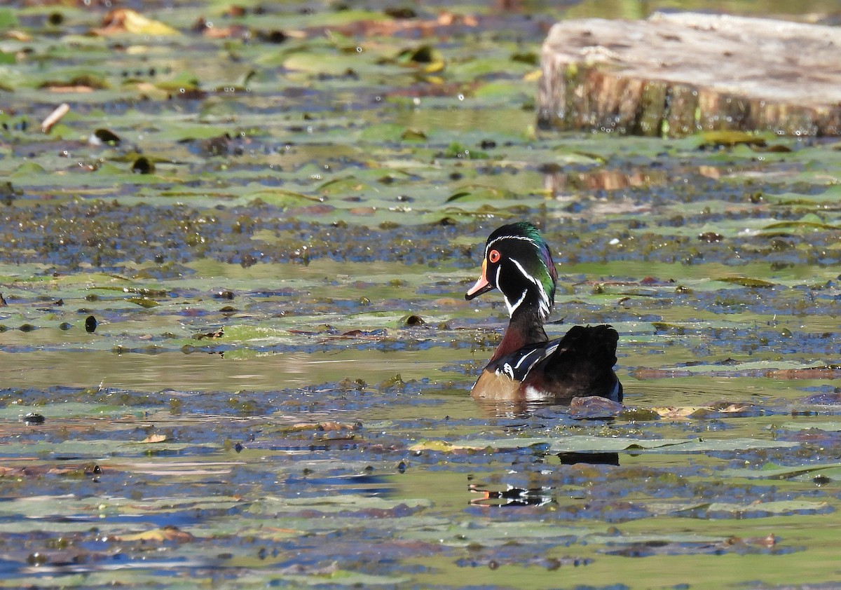 Brautente - ML646779026