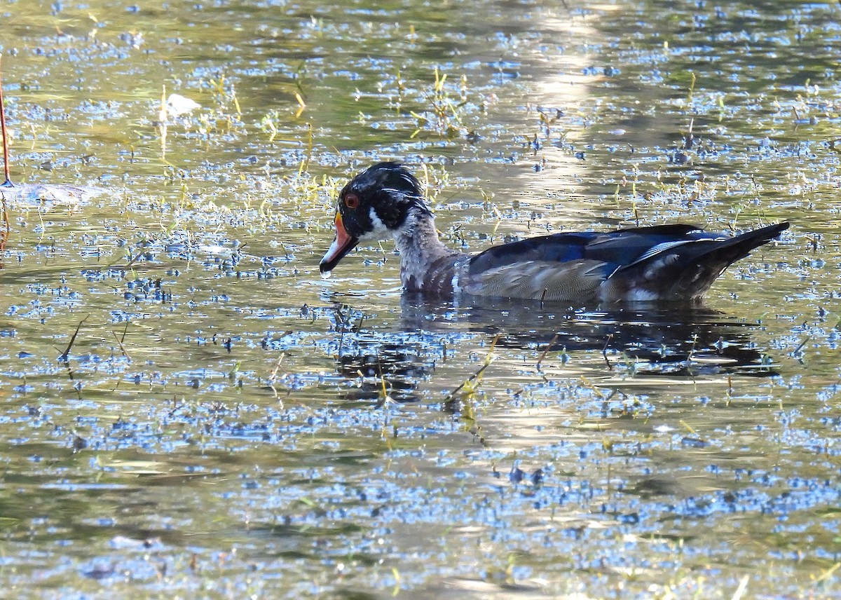 Brautente - ML646779027