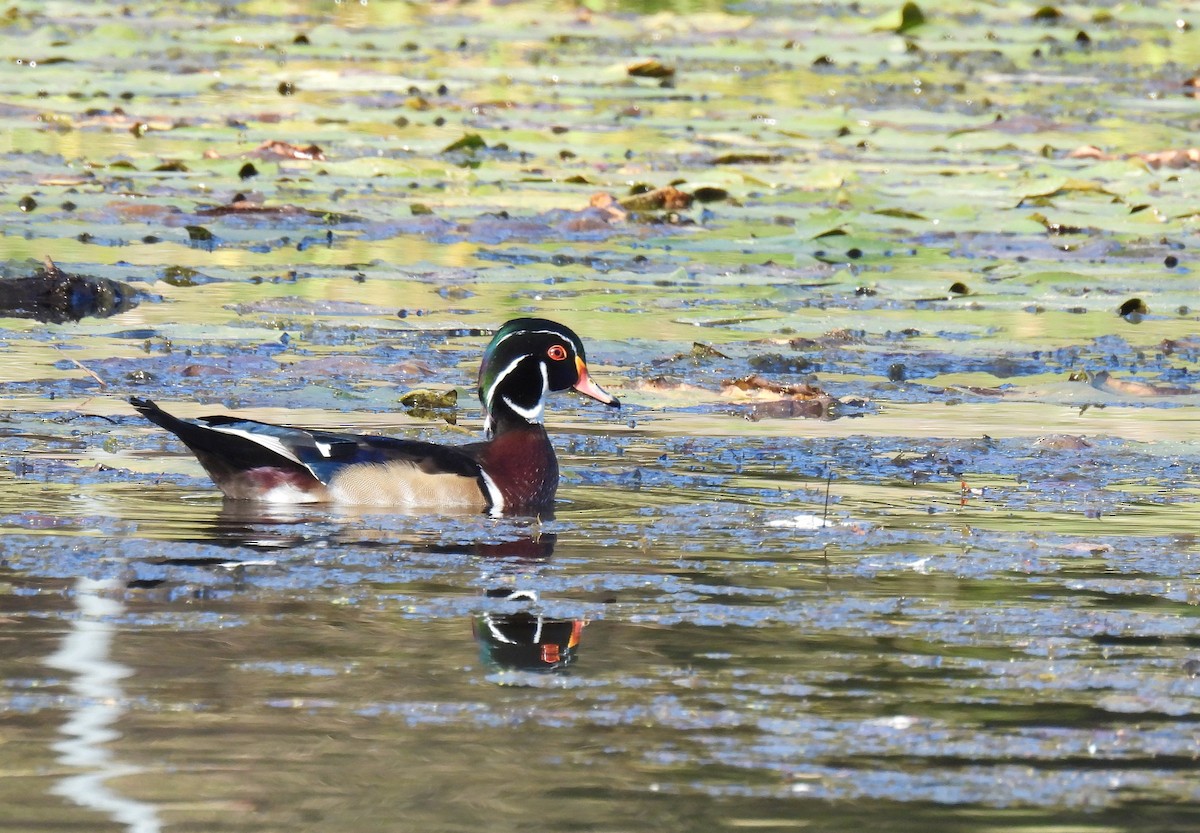 Brautente - ML646779028