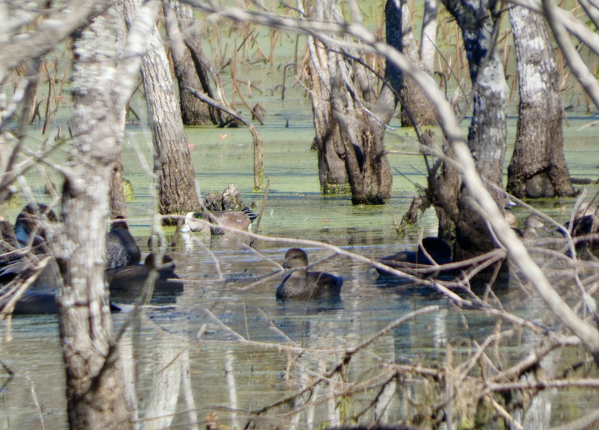 ミカヅキシマアジ - ML646779029