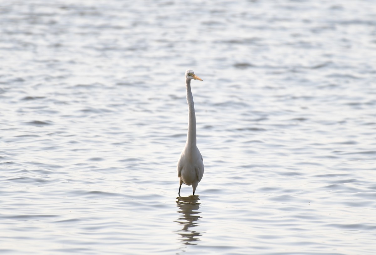 大白鷺 - ML646779031