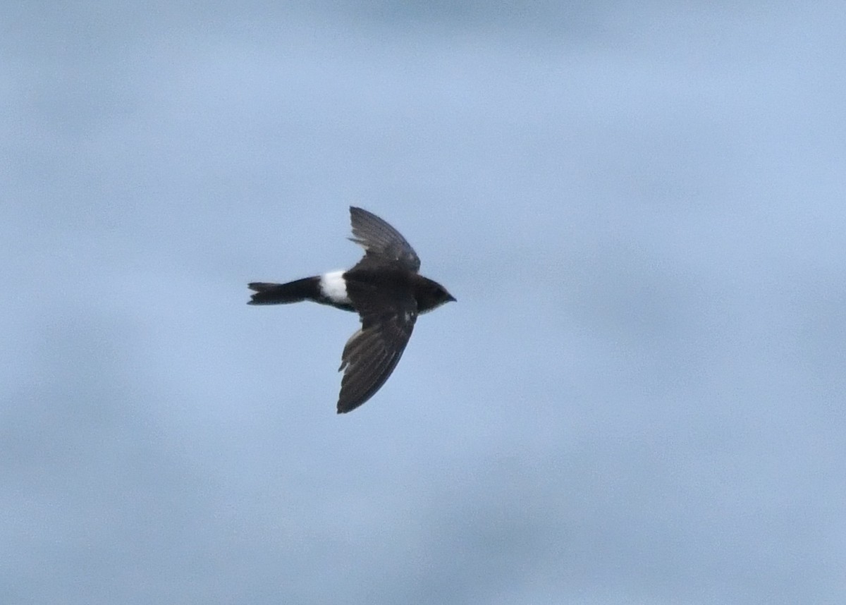 House Swift - ML646779032