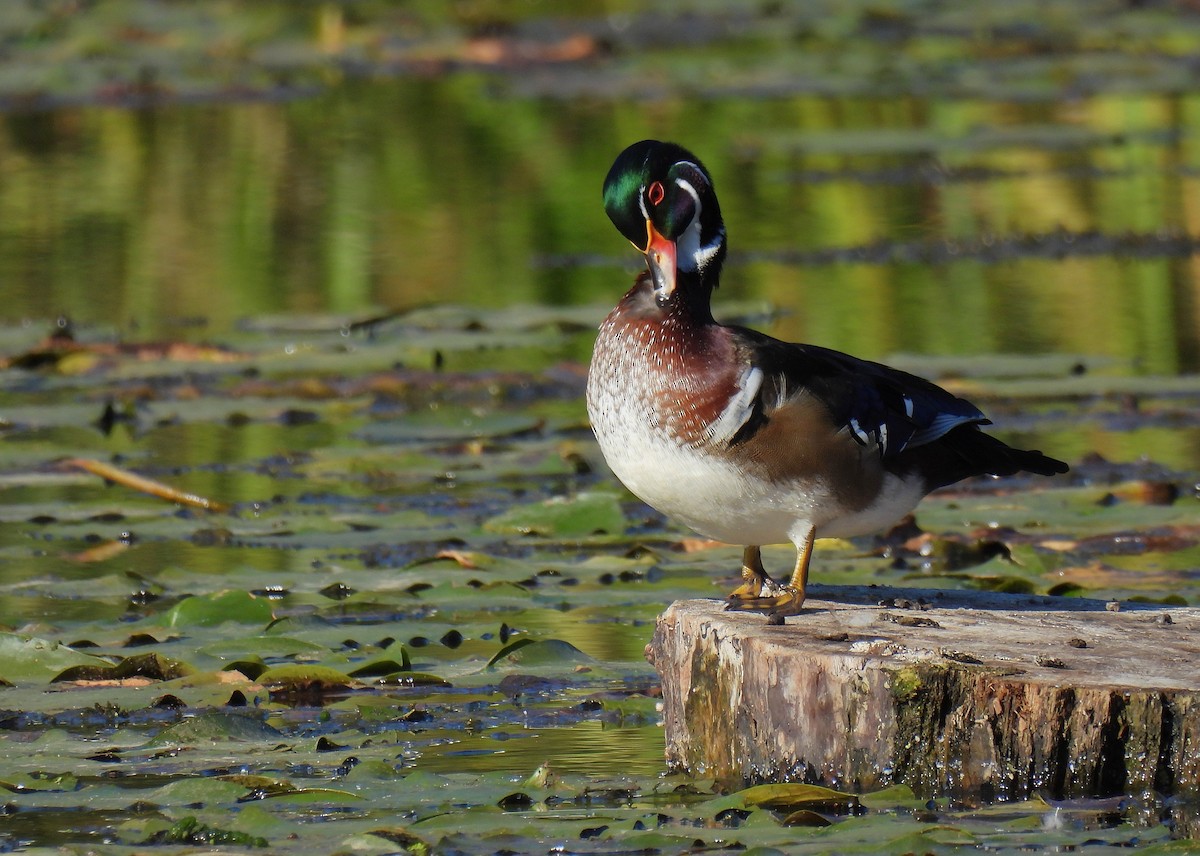 Brautente - ML646779033