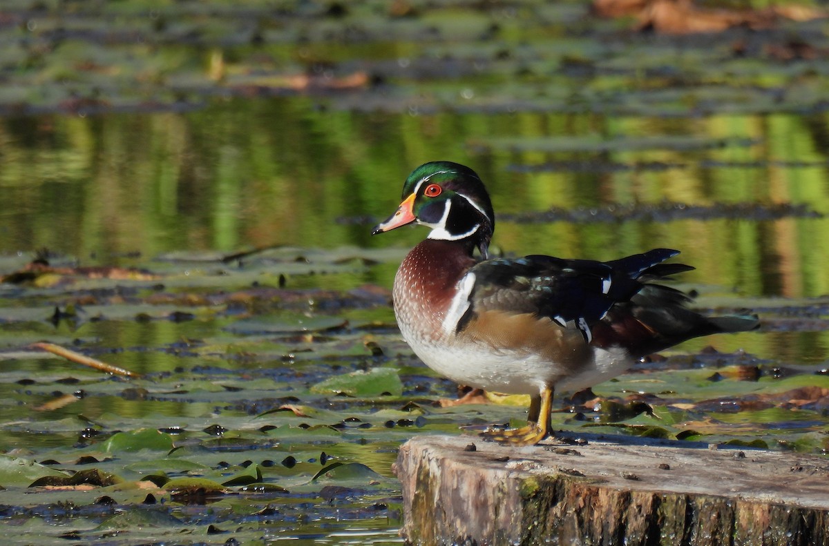 Brautente - ML646779034