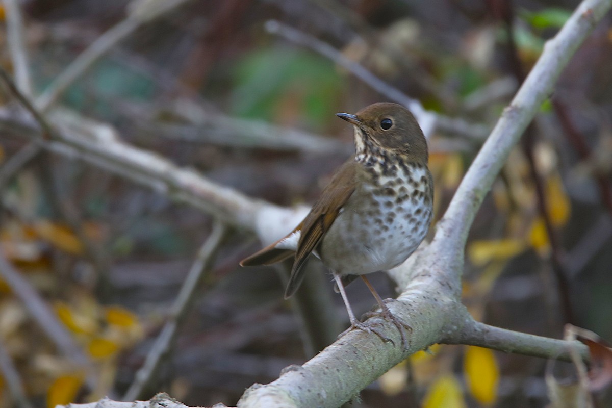 Hermit Thrush - ML646779036