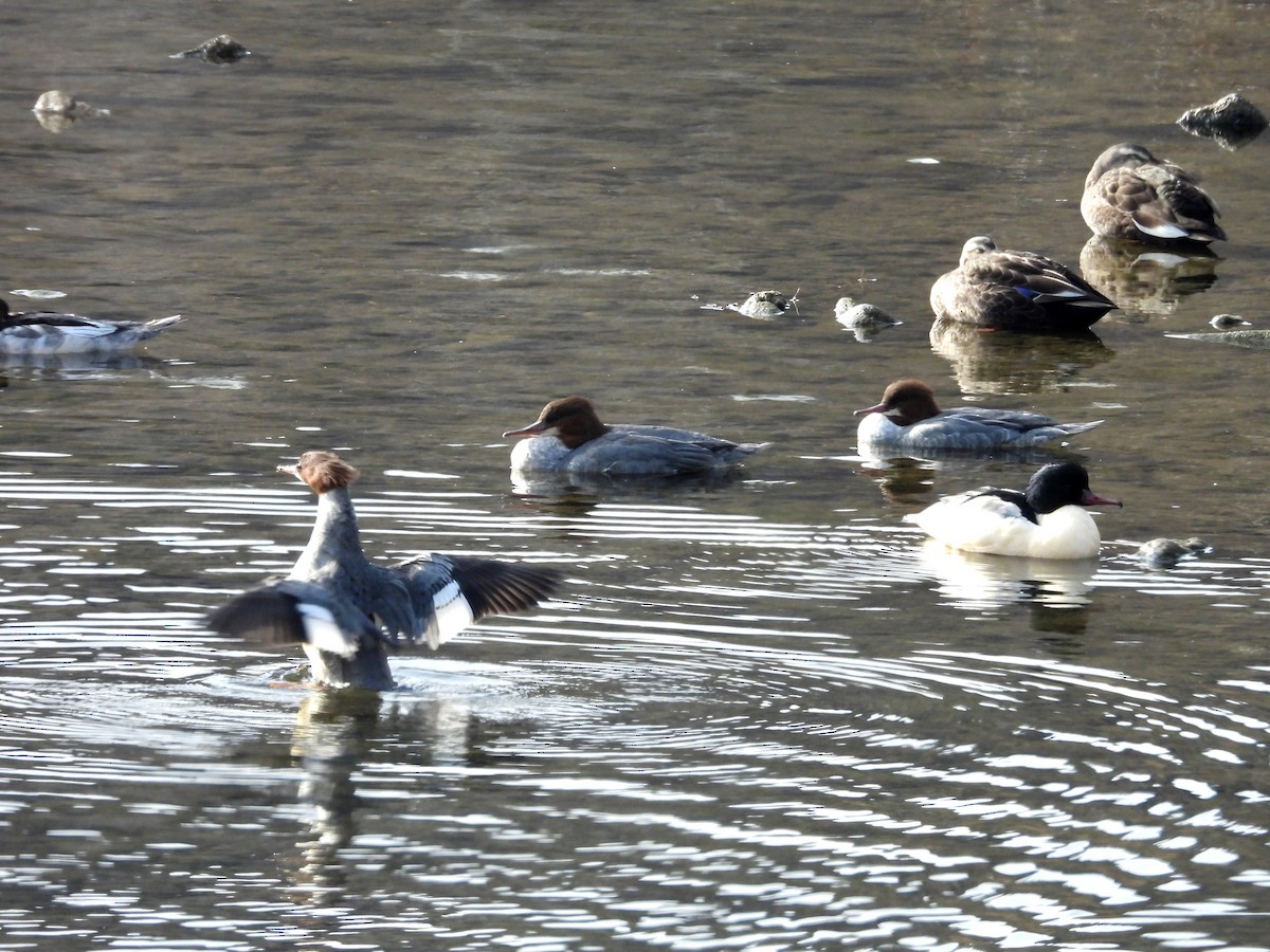 Common Merganser - ML646779041