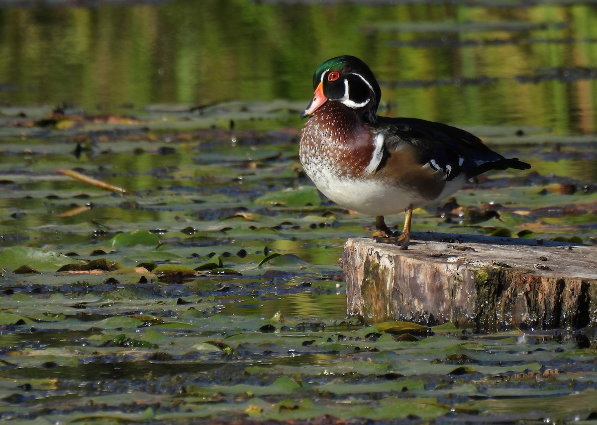 Brautente - ML646779043