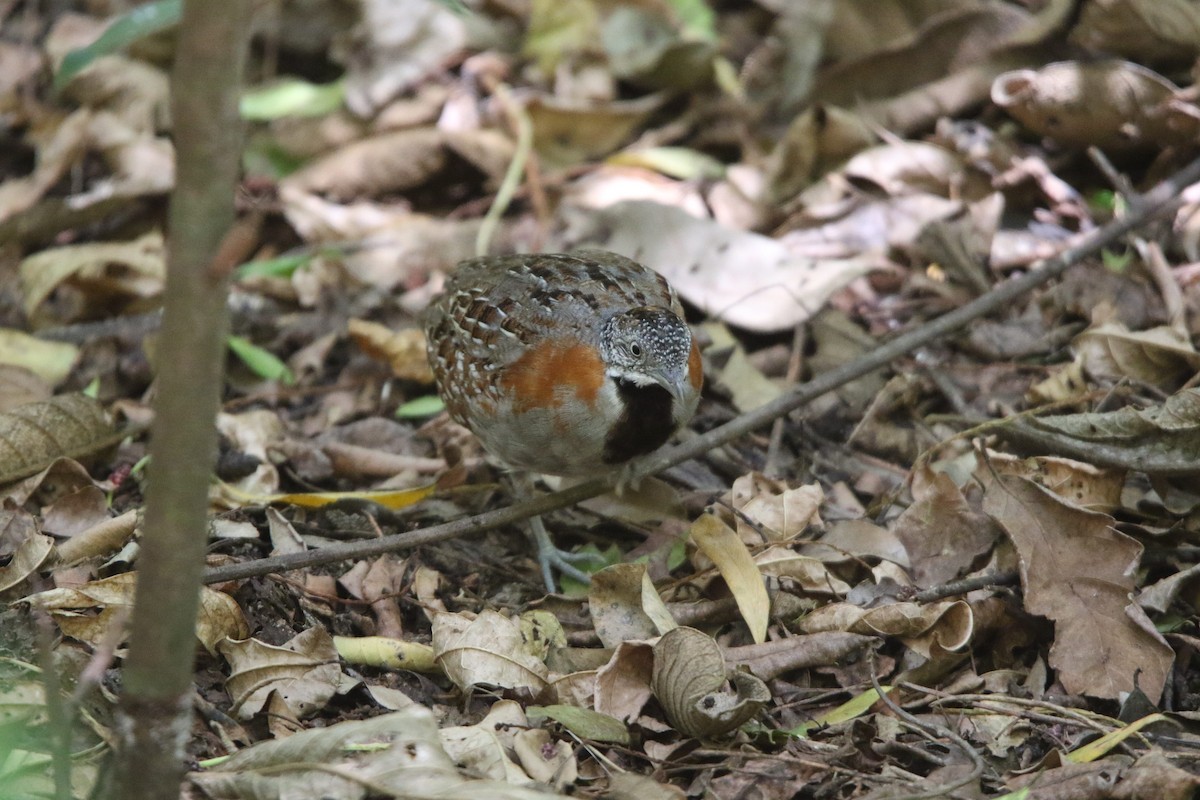 Madagascar Buttonquail - ML646779044