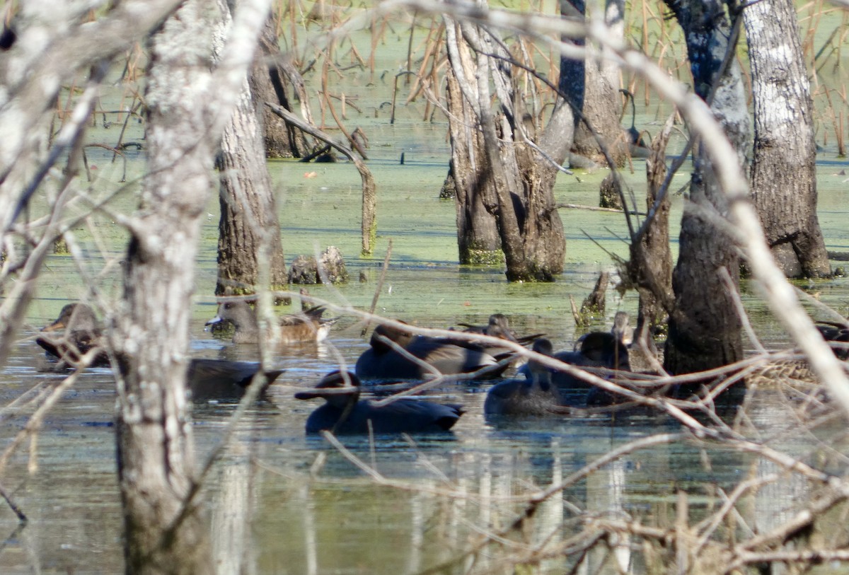 オカヨシガモ - ML646779045