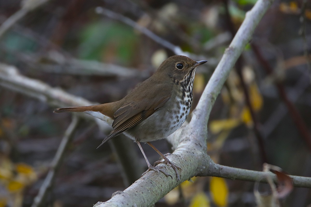 Hermit Thrush - ML646779049