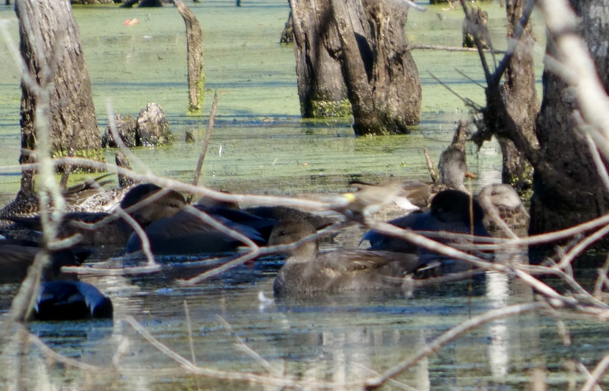 オカヨシガモ - ML646779051