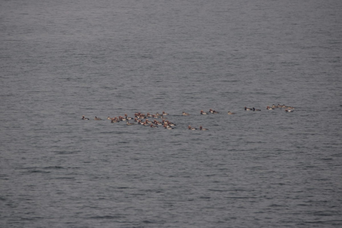 Red-crested Pochard - ML646779052