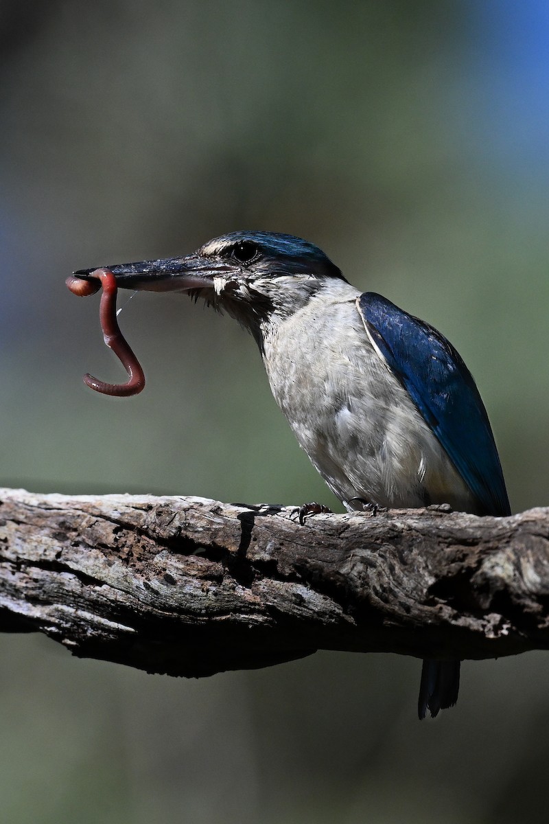Sacred Kingfisher (Australasian) - ML646779057