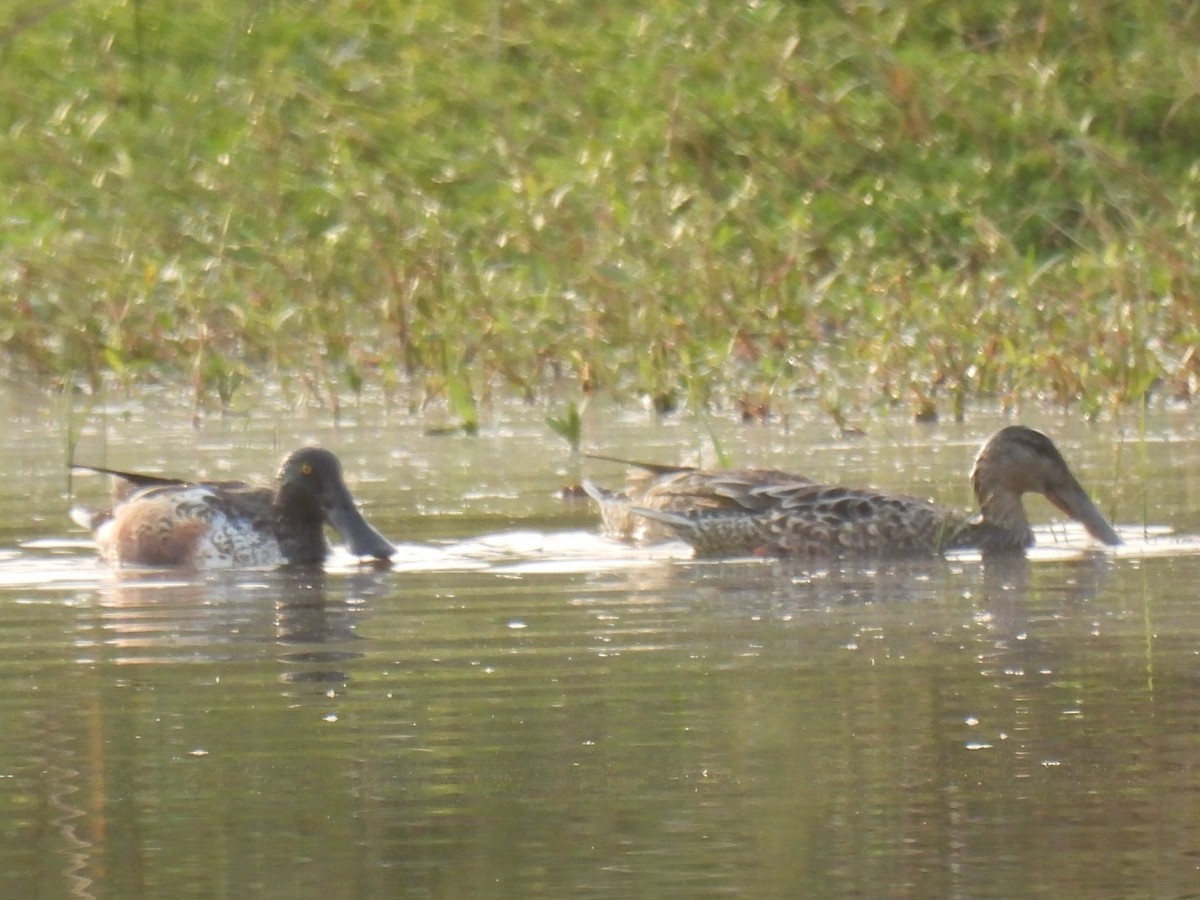 lžičák pestrý - ML646779058