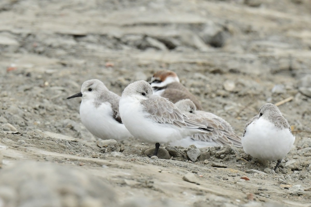 Txirri zuria - ML646779059